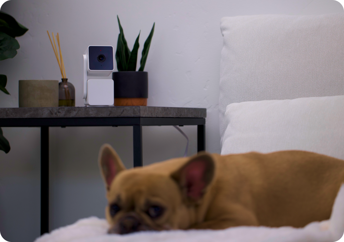 Dog laying on bed being monitored by Cam Pan v3 on nightstand
