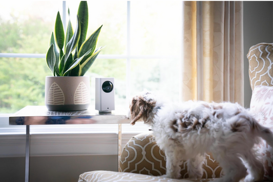 Wyze Tip: Pet Detection