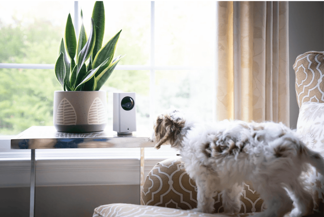 Wyze Tip: Pet Detection - Wyze Labs, Inc.