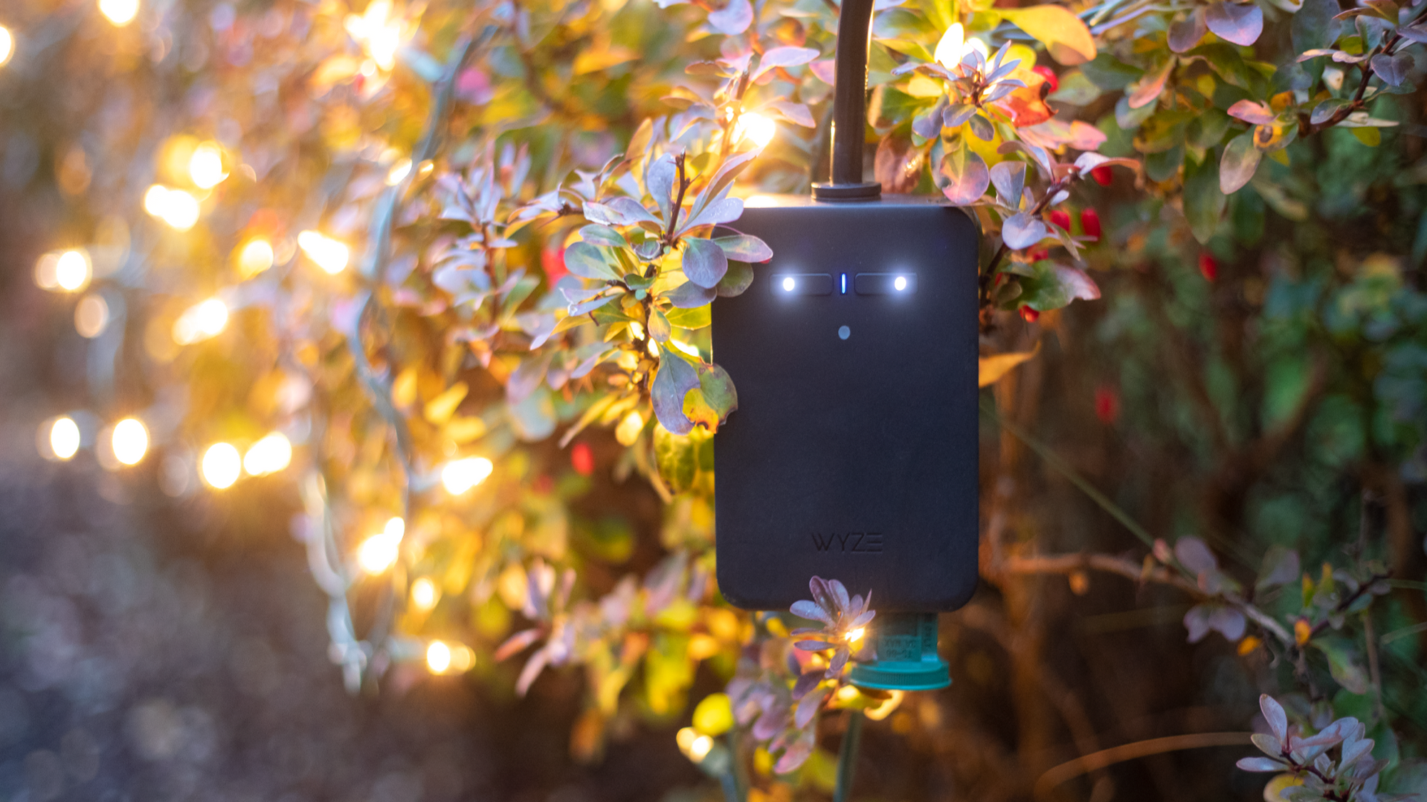 A black box with a blue plug hanging from a tree.