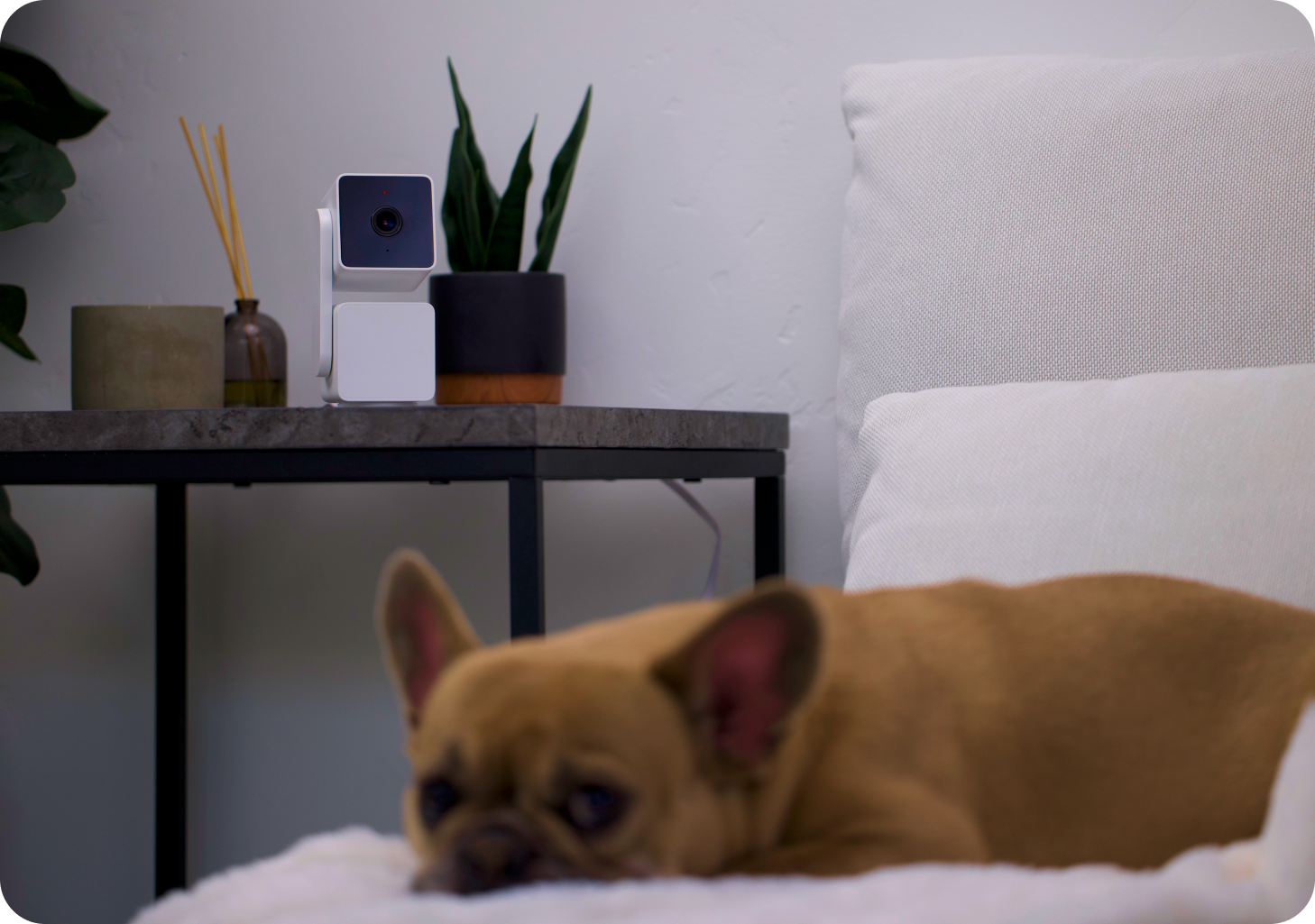 Dog laying on bed being monitored by Cam Pan v3 on nightstand 