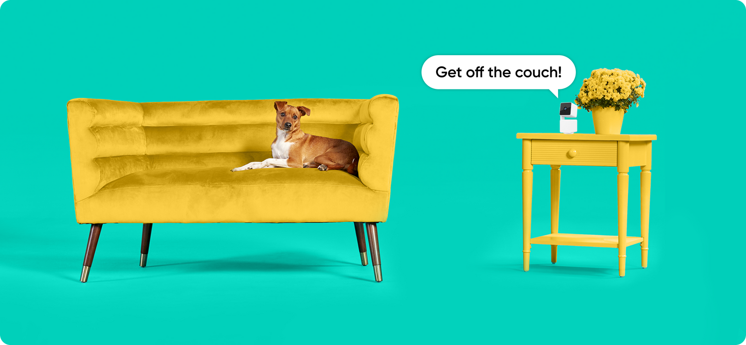 Dog laying on couch, speech bubble coming from Cam Pan v3 that says "Get off the couch!"