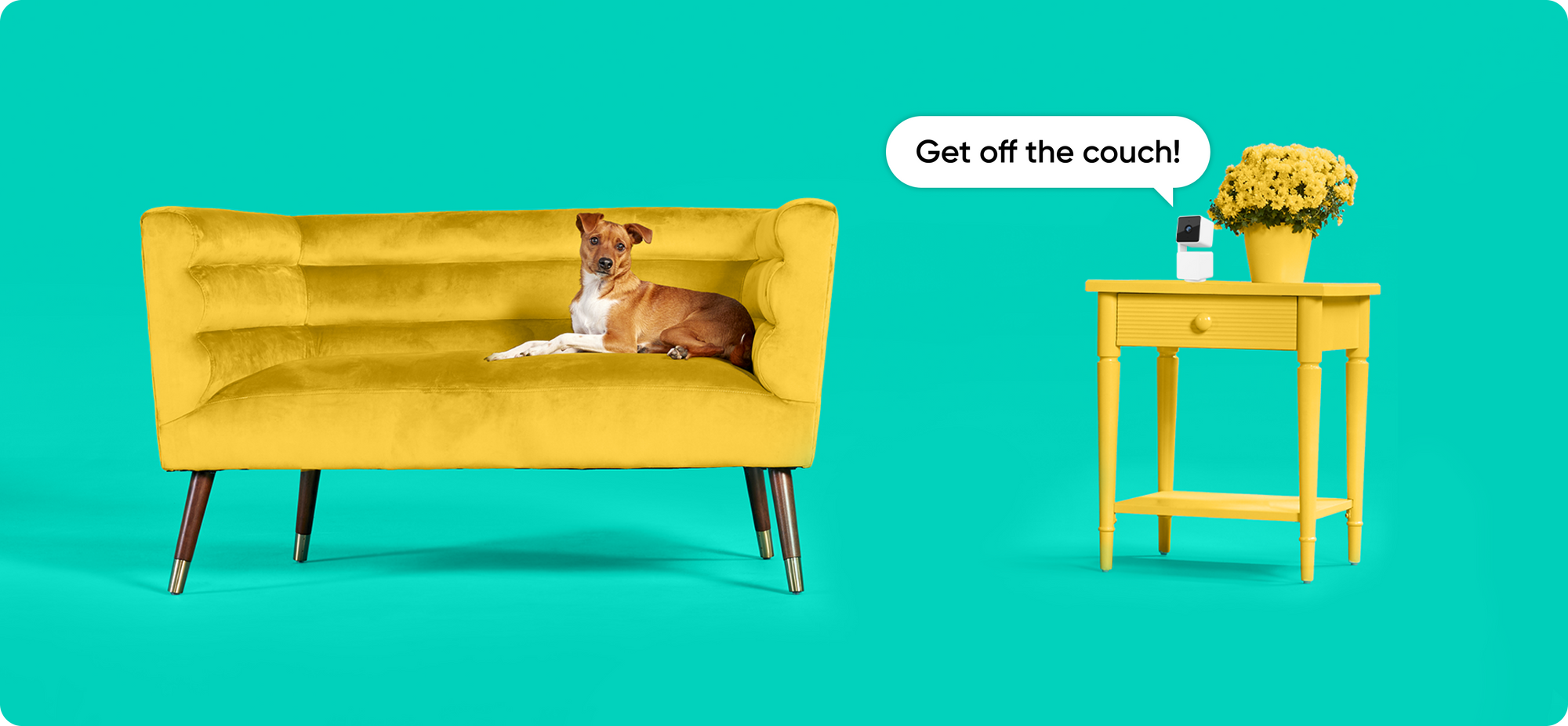 A dog laying on a yellow couch.