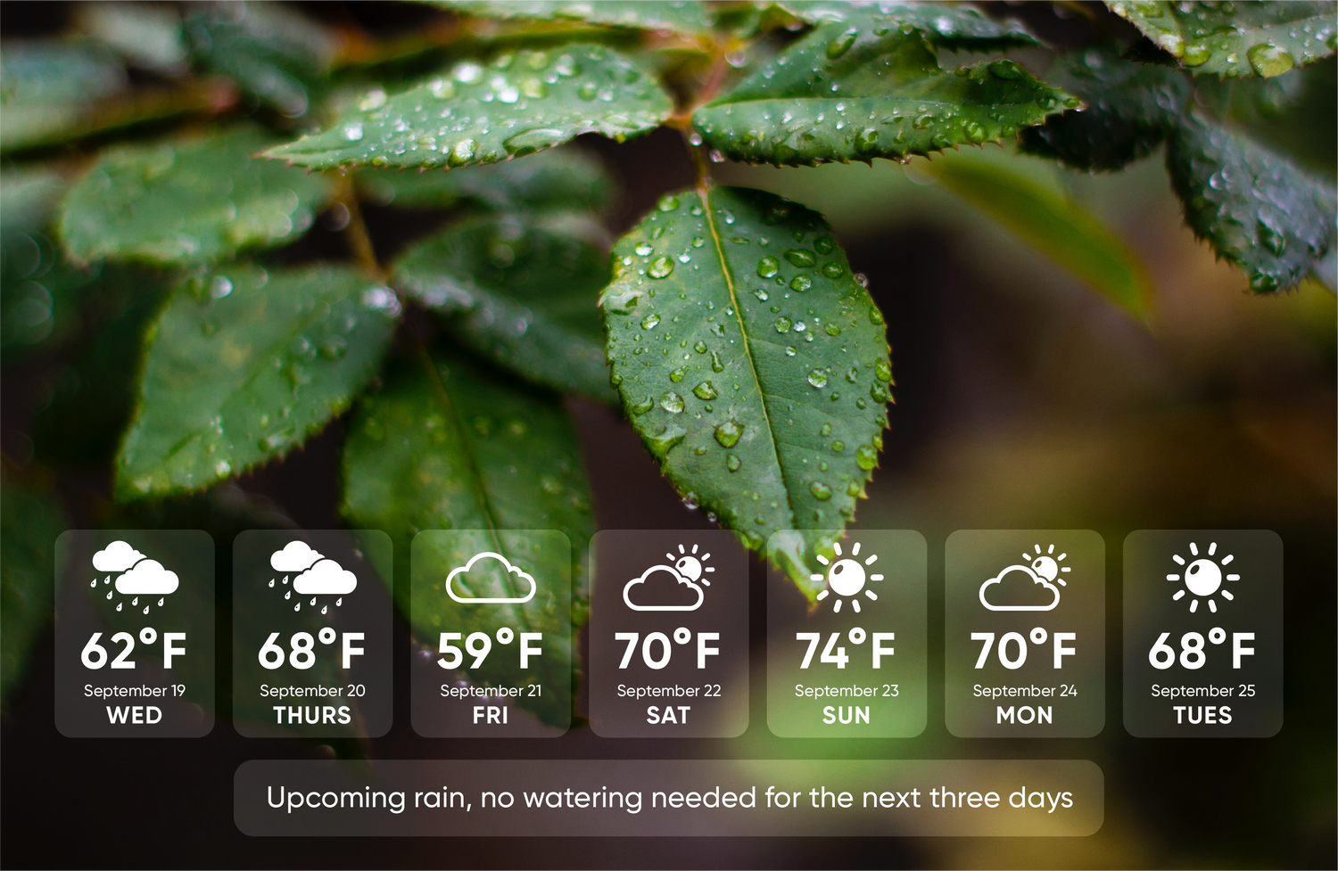 Wet plant leaves with weekly weather forecast overlay 