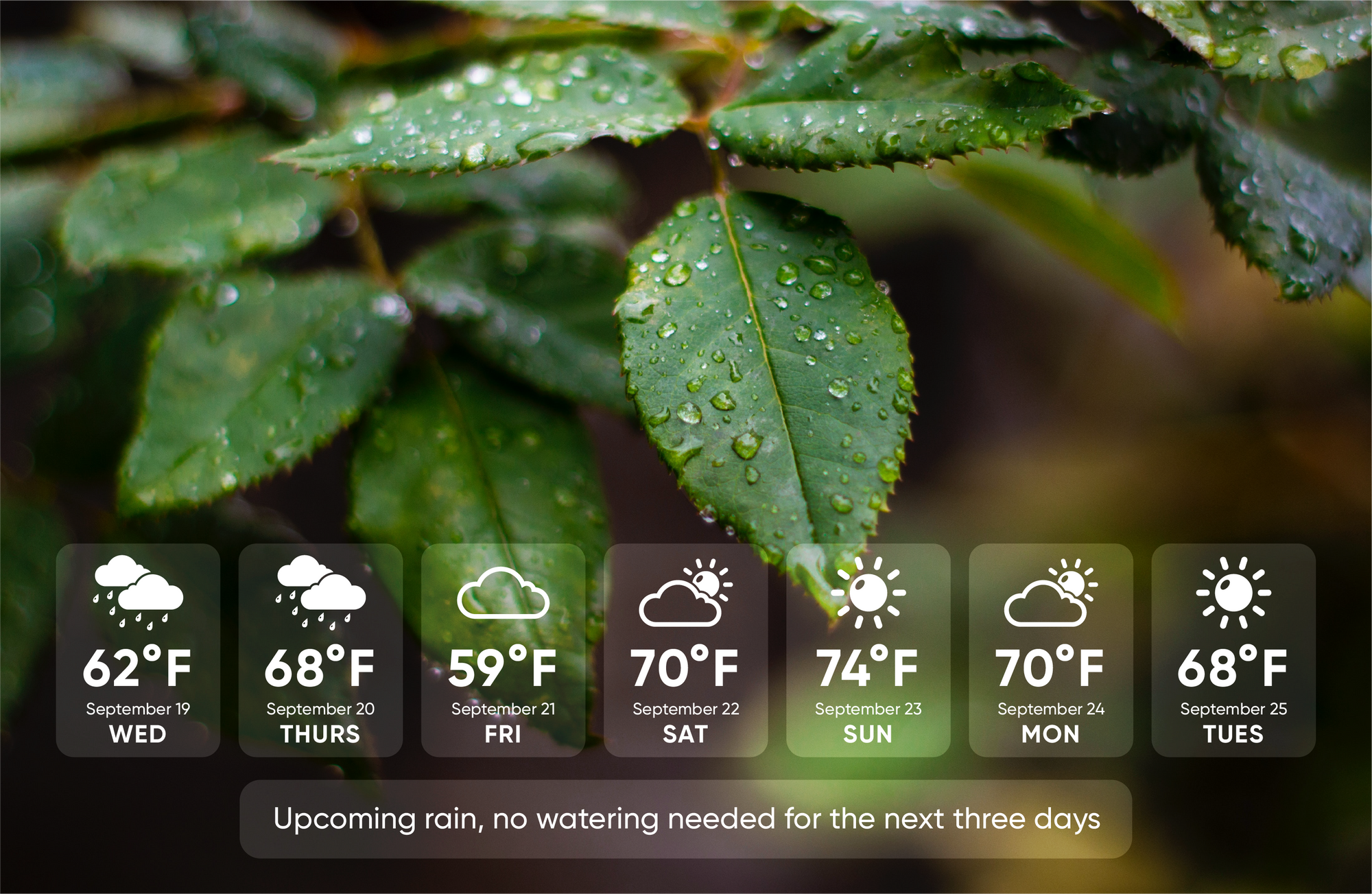 Upcoming rain, no watering needed for the next three days.