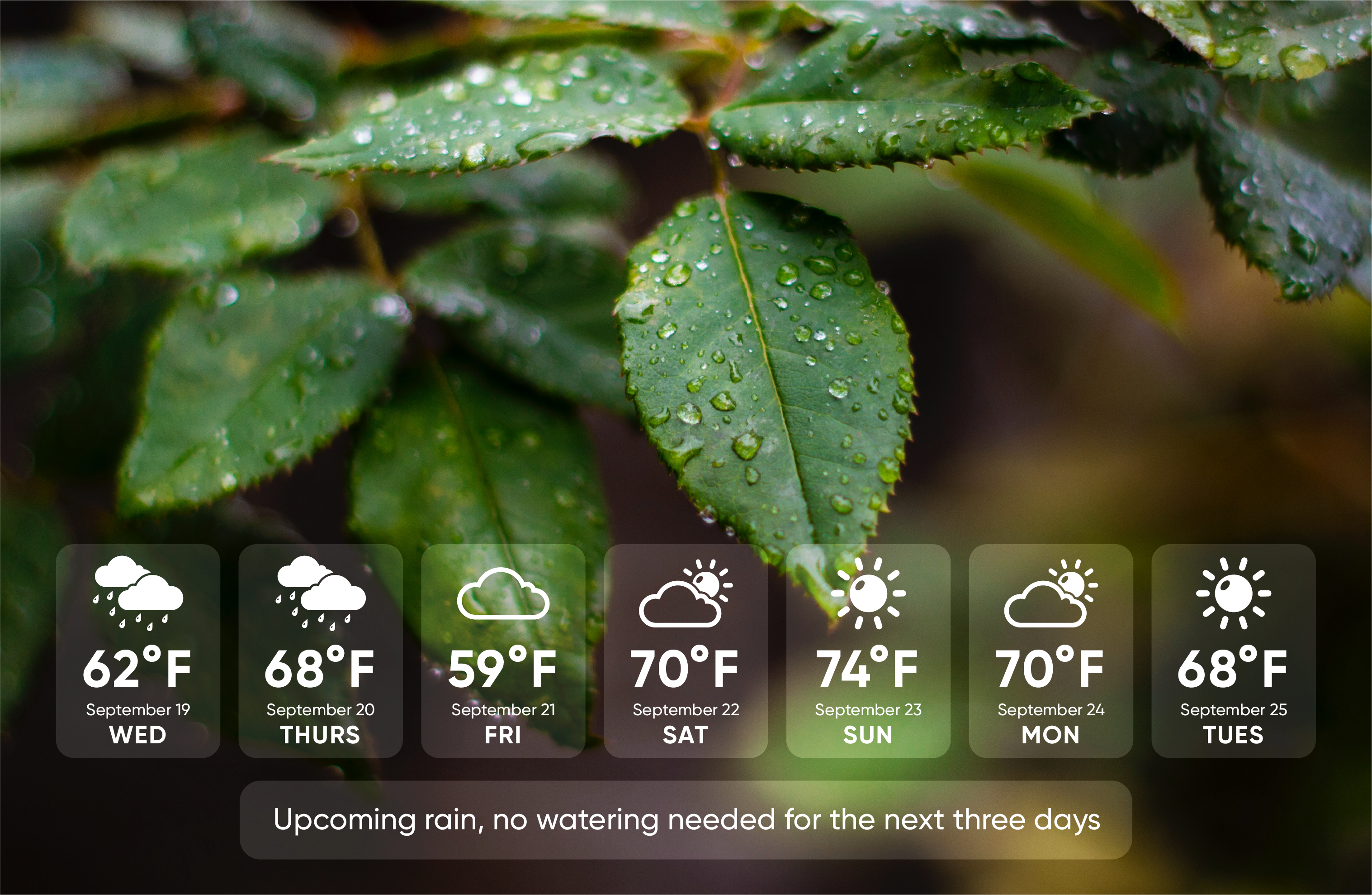 Upcoming rain, no watering needed for the next three days.