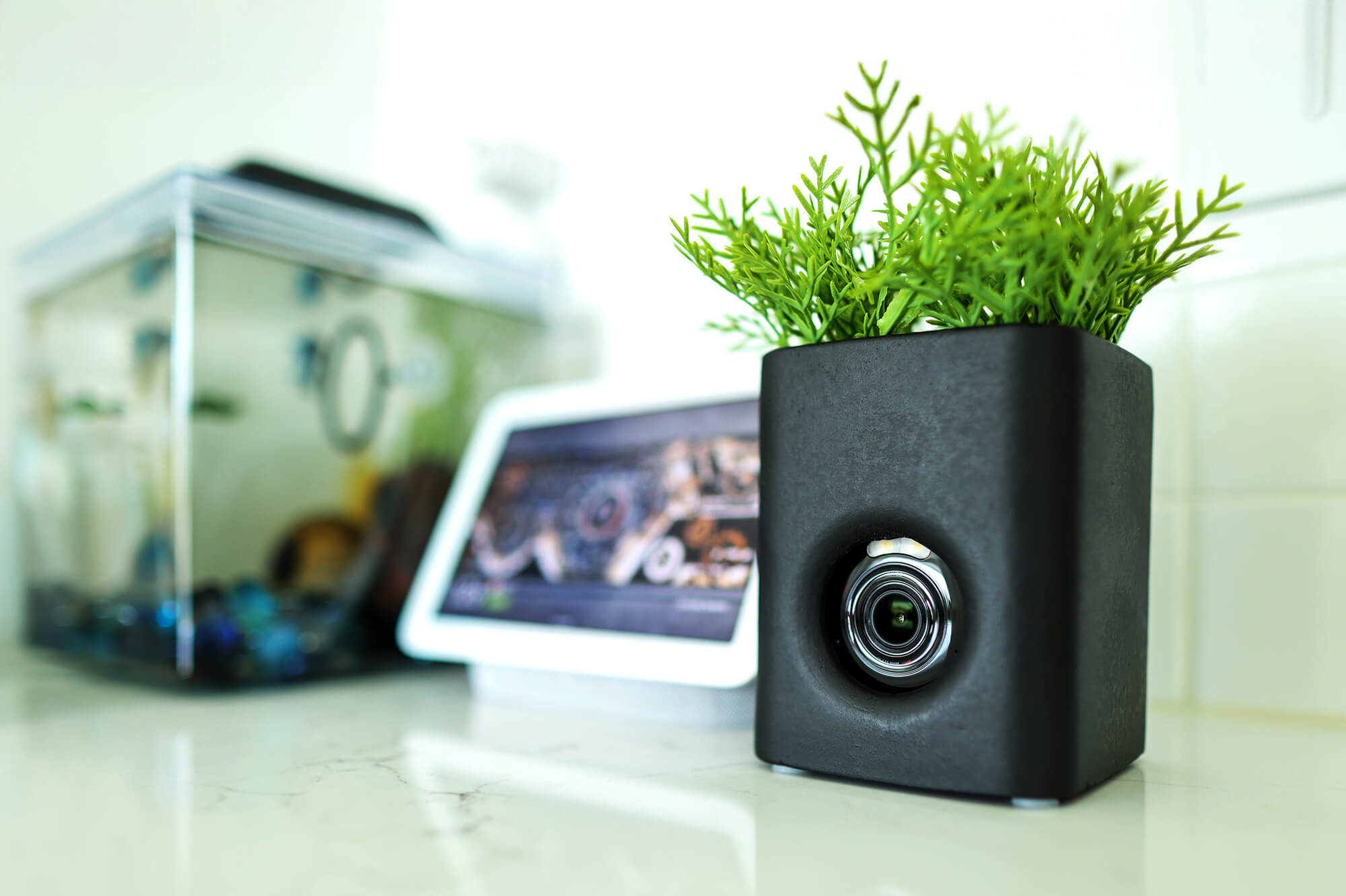 A black square vase with a plant in it.