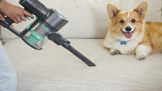 Person using a cordless vacuum with a corgi dog lying on a white coach 