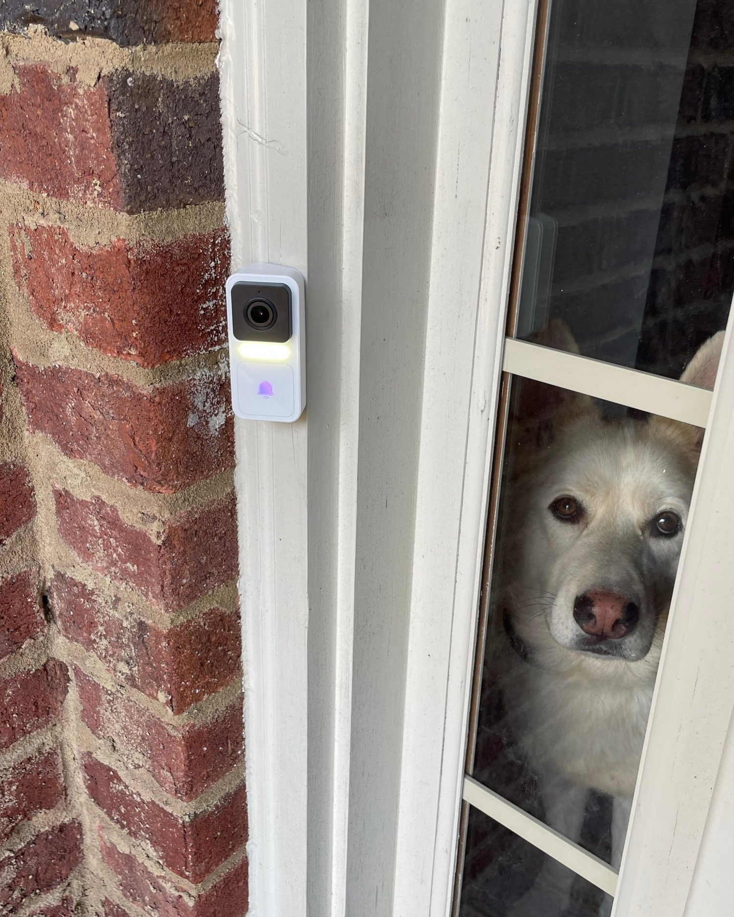 doorbell dog staring at window