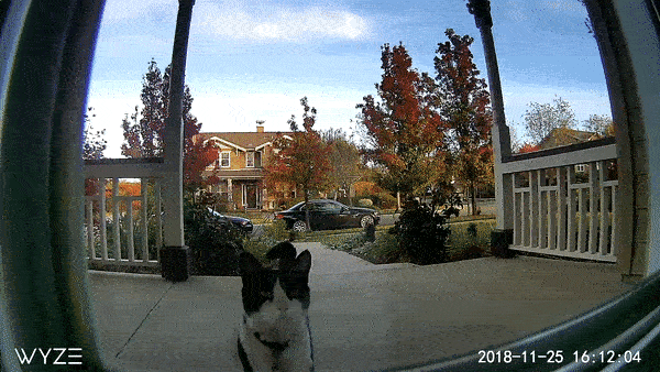 A black and white cat sitting in front of a house. 6