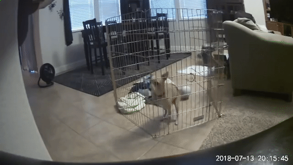 Video from wyze camera of a dog climbing up a cage 