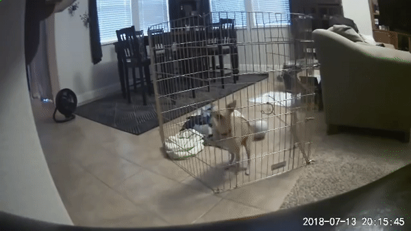 A dog is climbing up a cage in a living room. 4