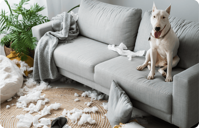 A white dog sitting on a couch with a pillow on it.