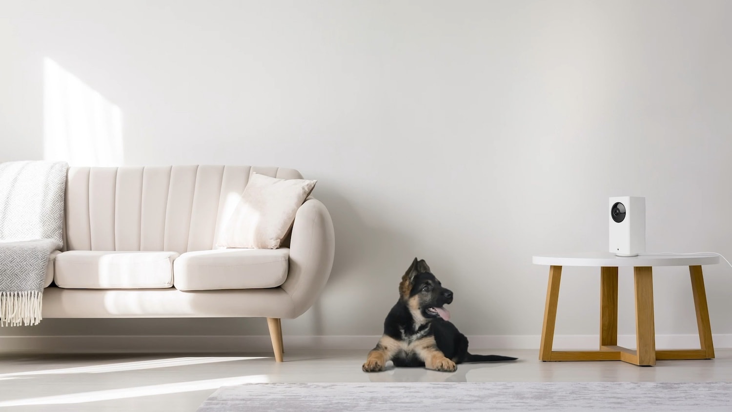 Load video: Living room with a puppy next to a Cam Pan v2 that has owner speaking through built-in mic.