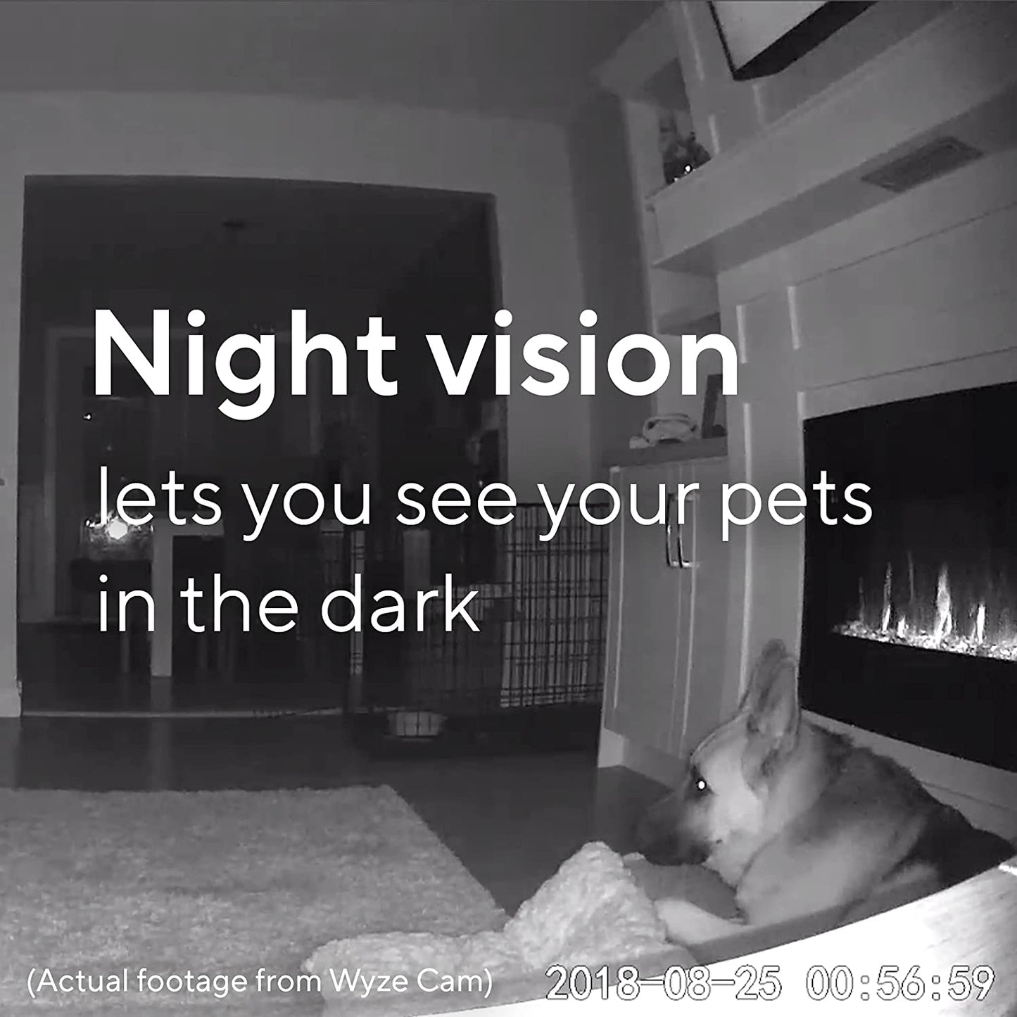 Image of a dog in black and white. Text overlay "Night Vision lets your see your pets in the dark."